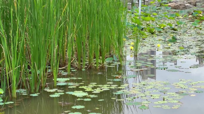 湿地公园水生植物睡莲