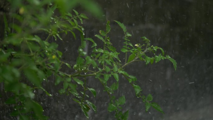 下雨雨丝雨点雨滴飞溅湿漉漉地面溅水