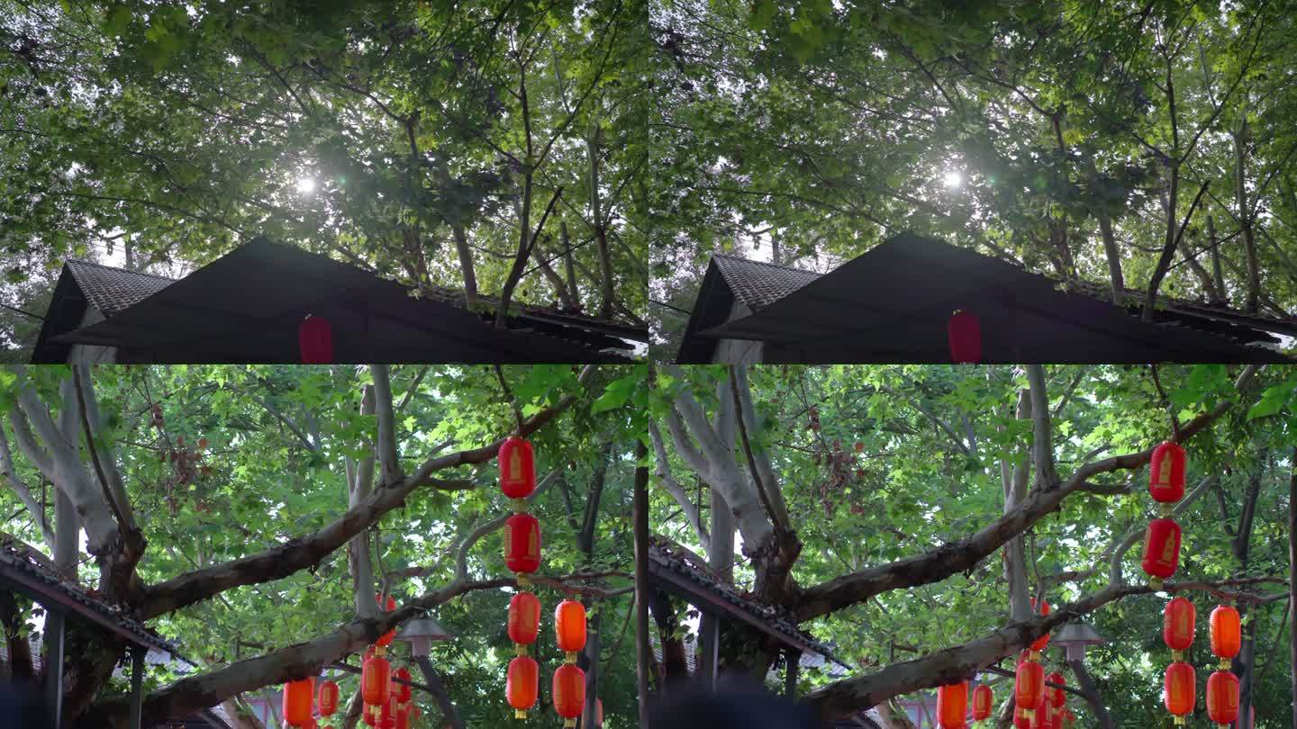 夏季树荫树林红灯笼