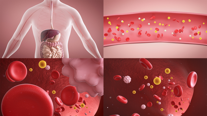 药物分子随红细胞进入血液血管mp4