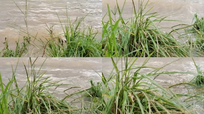 水位上升 堰塞湖 河水上升 河边野草浸泡