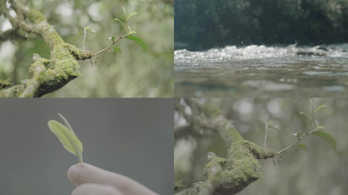 茶叶流水茶树意境