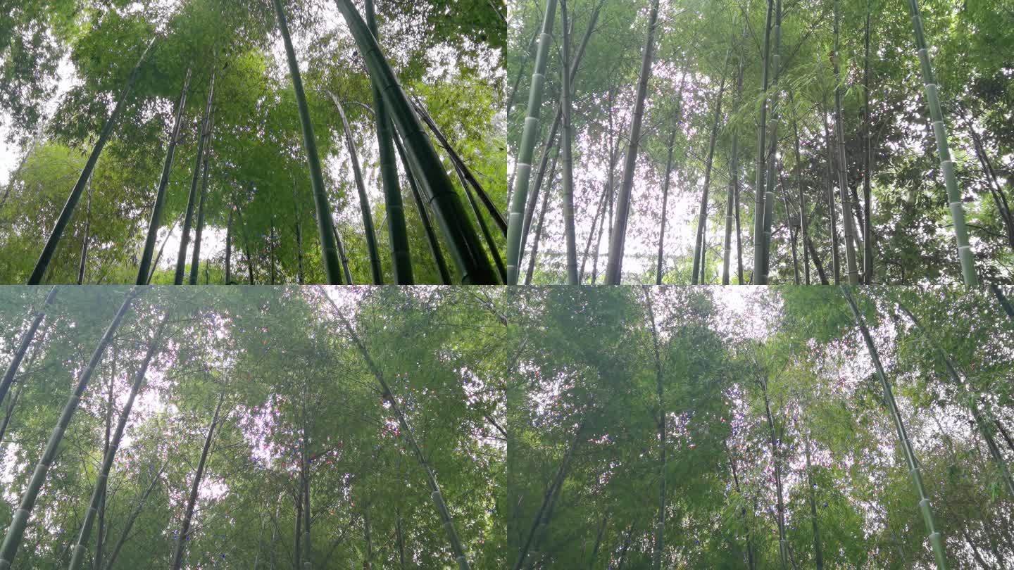 4K拍摄杭州灵隐寺饱含香火气的竹林