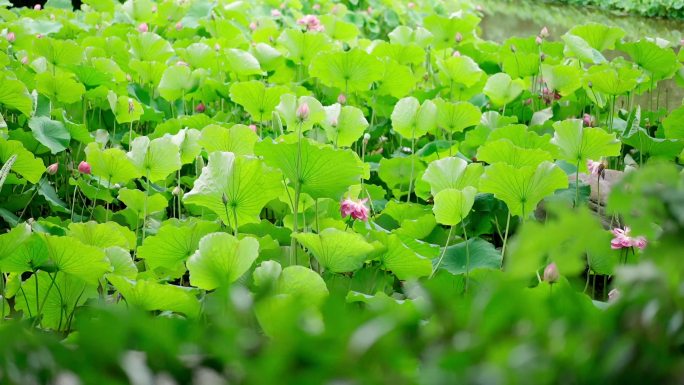 夏日荷花公园实拍成都4k