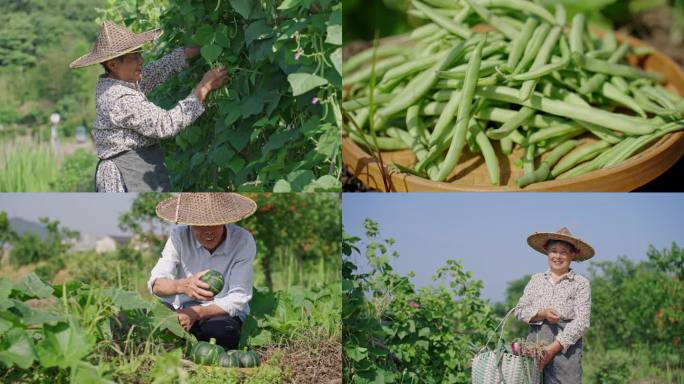 【合集】农民笑脸摘蔬菜