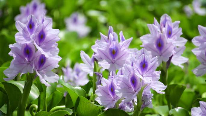 淡紫色的水葫芦花