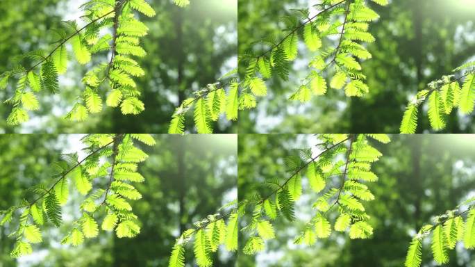4K拍摄随风摇曳的绿色水杉树叶