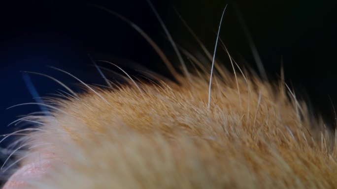 动物毛发猫毛特写微距摄影