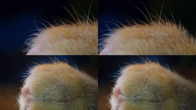 动物毛发猫毛特写微距摄影