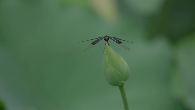 蜻蜓荷花