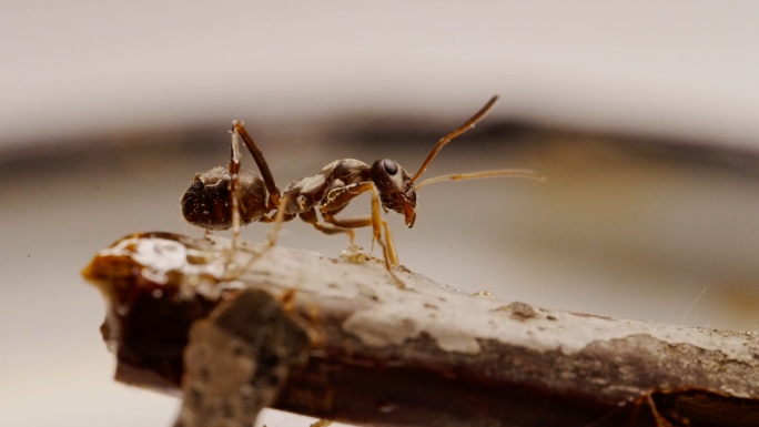 黑色大蚂蚁微距摄影特写蚂蚁爬树