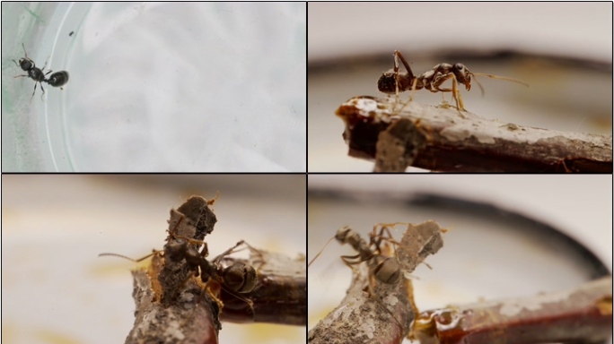 黑色大蚂蚁微距摄影特写蚂蚁爬树