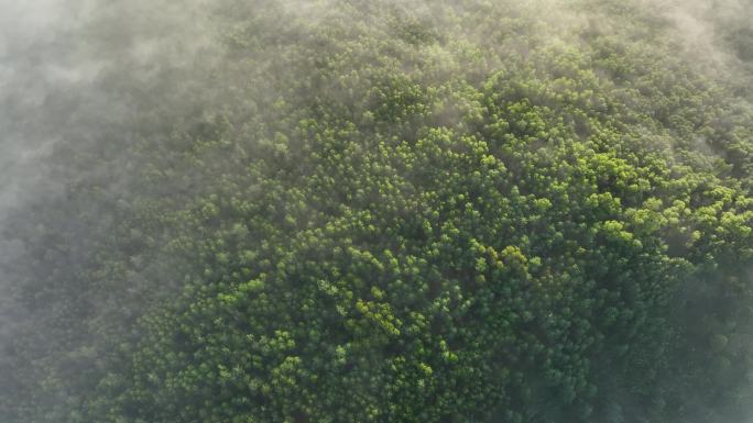 云雾迷漫的阳光绿色松林