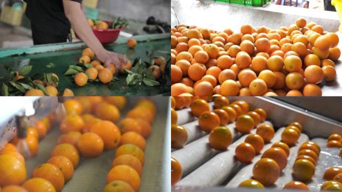 夏橙工厂、橙子、水果清洗、分拣、水果
