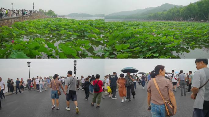 4K拍摄西湖断桥美景