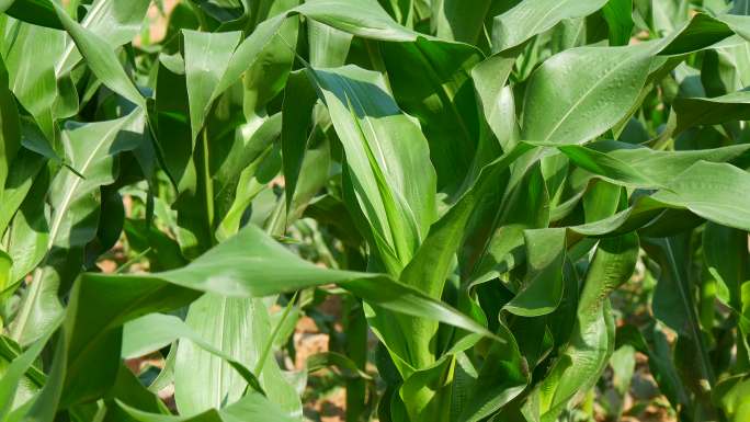 玉米 生长中的玉米 玉米秧001