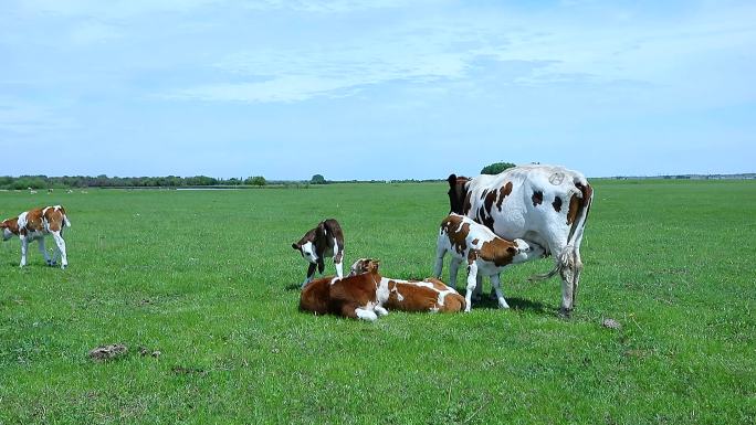 牛在草原上吃奶