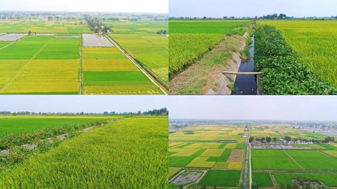 水稻水利沟渠灌溉