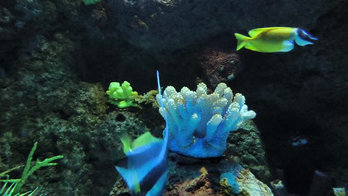 珊瑚周围的鱼