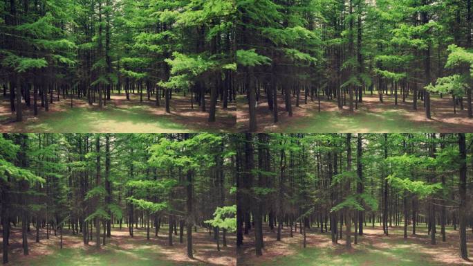 青海省海东市乐都区药草台林场航拍