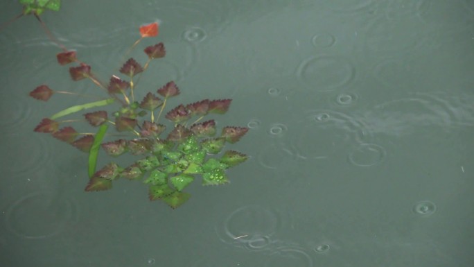 在风雨中摇曳的水中野菱角