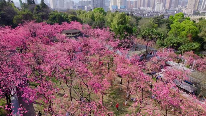 圆通山樱花