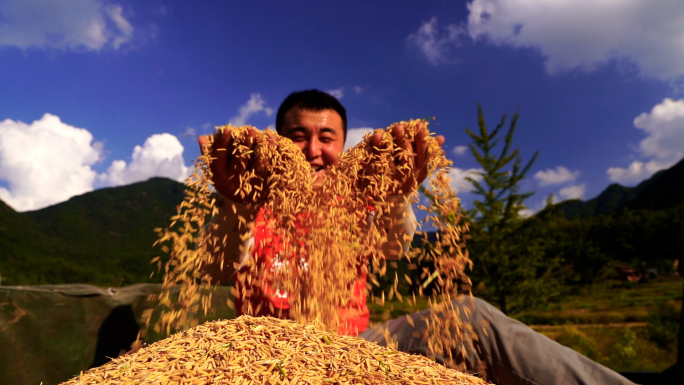水稻丰收 坐在高高谷堆上