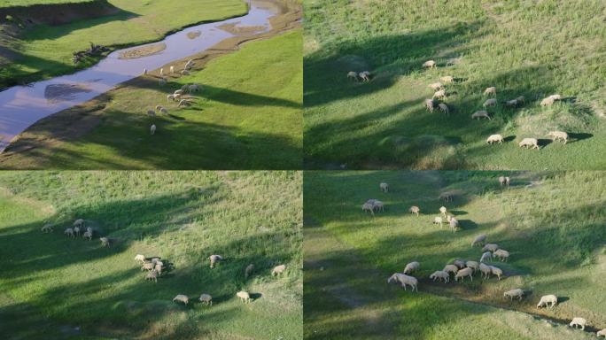 内蒙草原羊群吃草