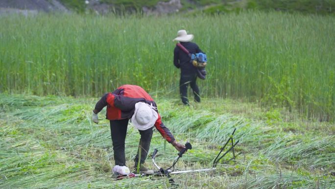 割草 收割草料 除草 养殖户