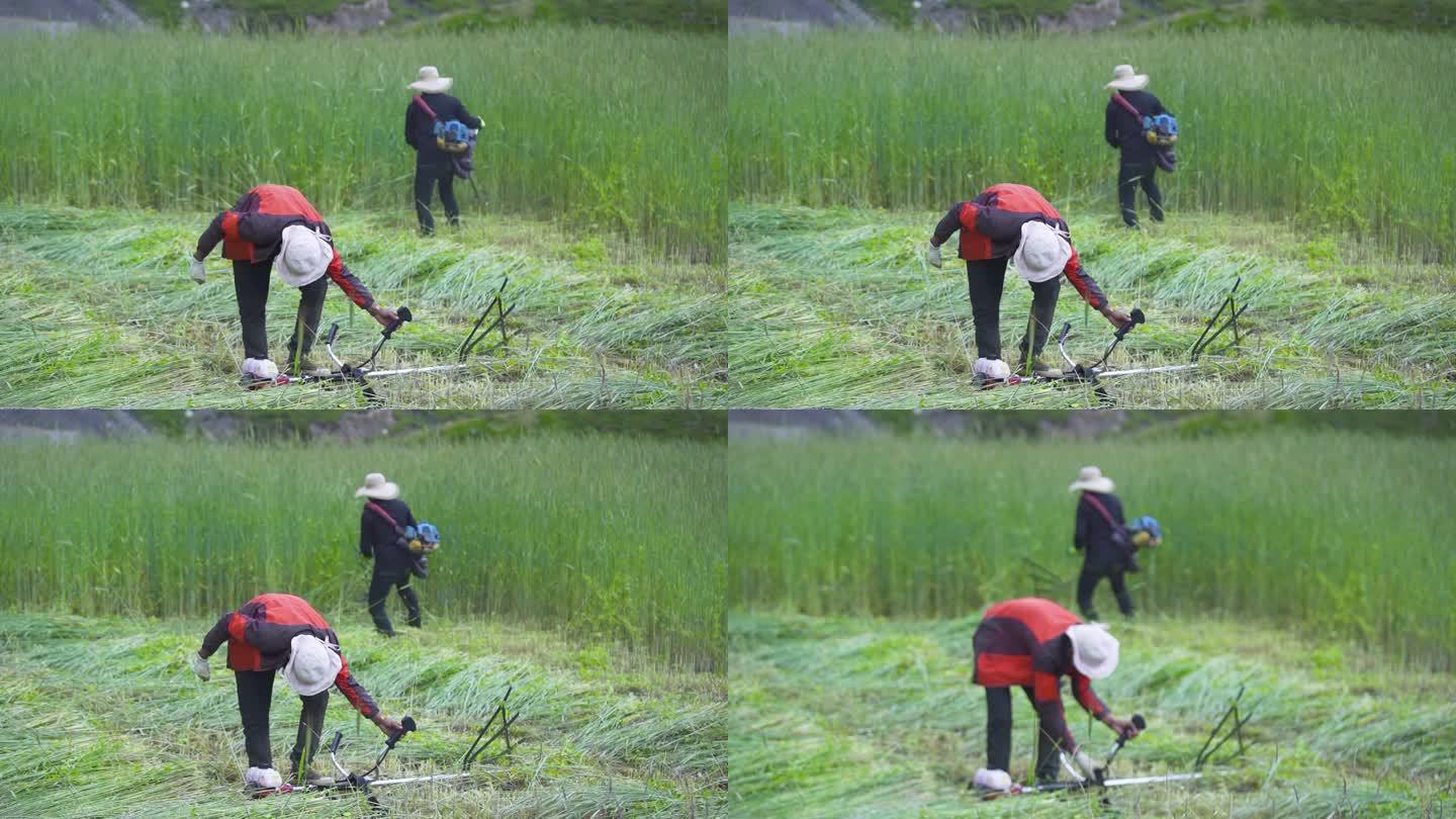 割草 收割草料 除草 养殖户