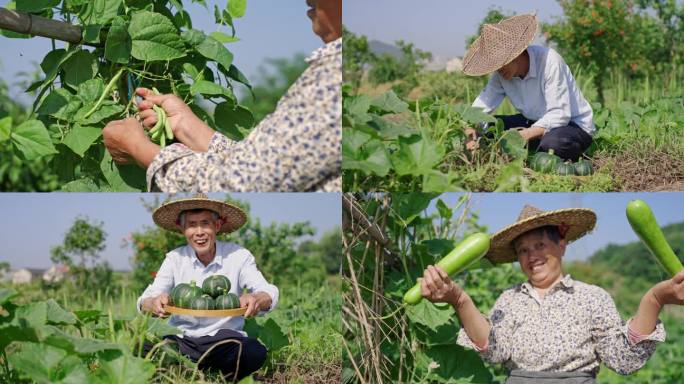 【合集】农民摘蔬菜笑脸
