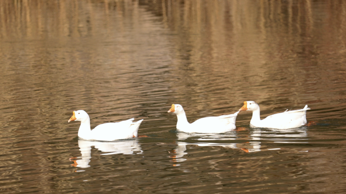 大白鹅 鸭子戏水捕食