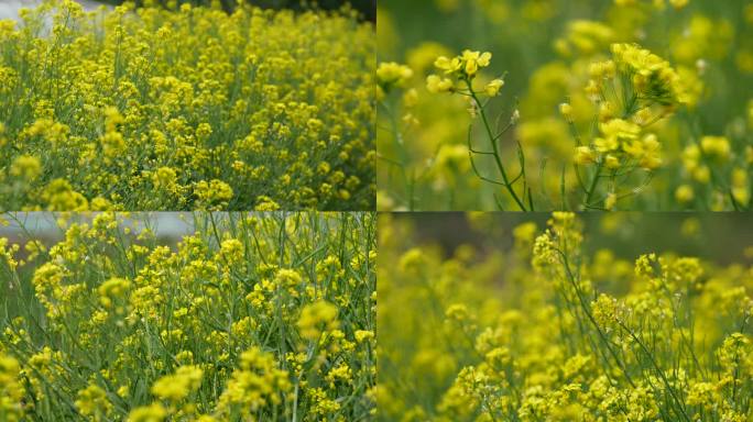 油菜花 油菜 青菜 芸薹 云苔005