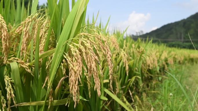 丰收季节 水稻成熟