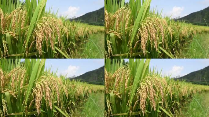 丰收季节 水稻成熟