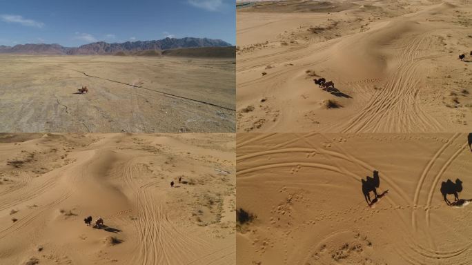 沙漠骆驼航拍