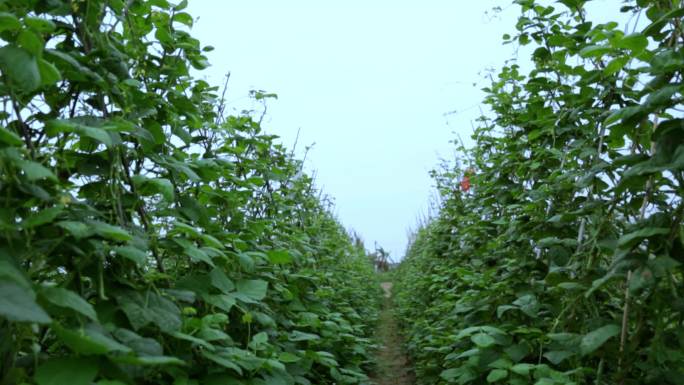 四季豆菜架实拍素材