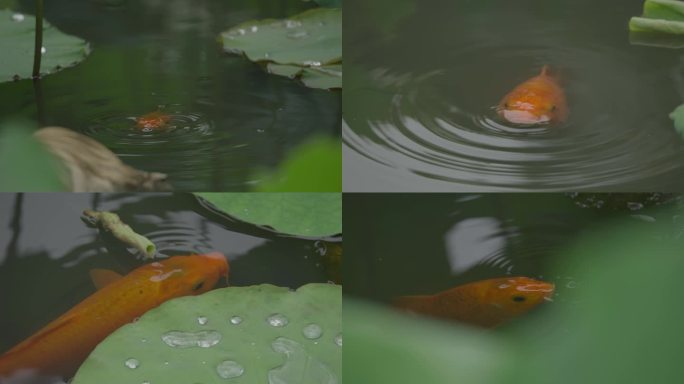 荷花荷叶锦鲤鲤鱼