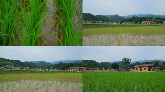 稻田、美丽乡村