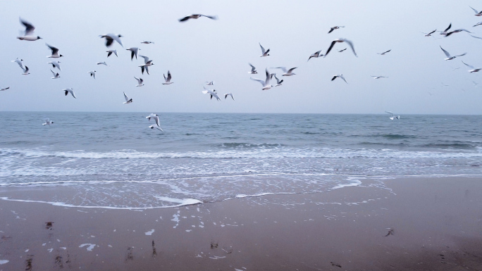 海鸥在大海飞翔  2.7K视频素材