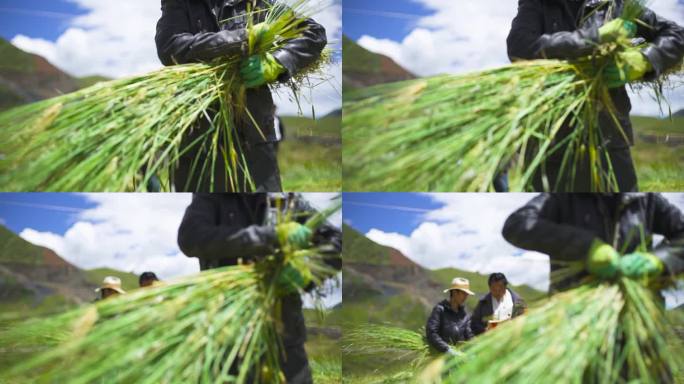 农村 田里听讲 田里宣讲 植物专家