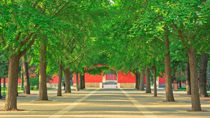 北京中山公园立夏葱绿阳光下银杏树叶