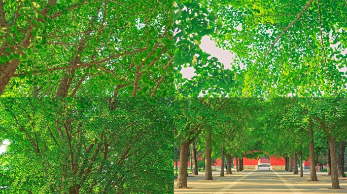 北京中山公园立夏葱绿阳光下银杏树叶