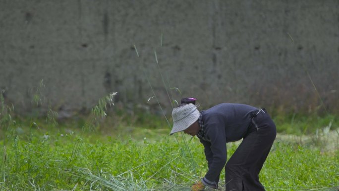 割绿青稞 秸秆 青稞秸秆 田里劳作 农田