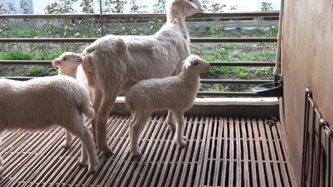 羊舍 湖羊群 羔羊拉稀  妊娠后期母羊
