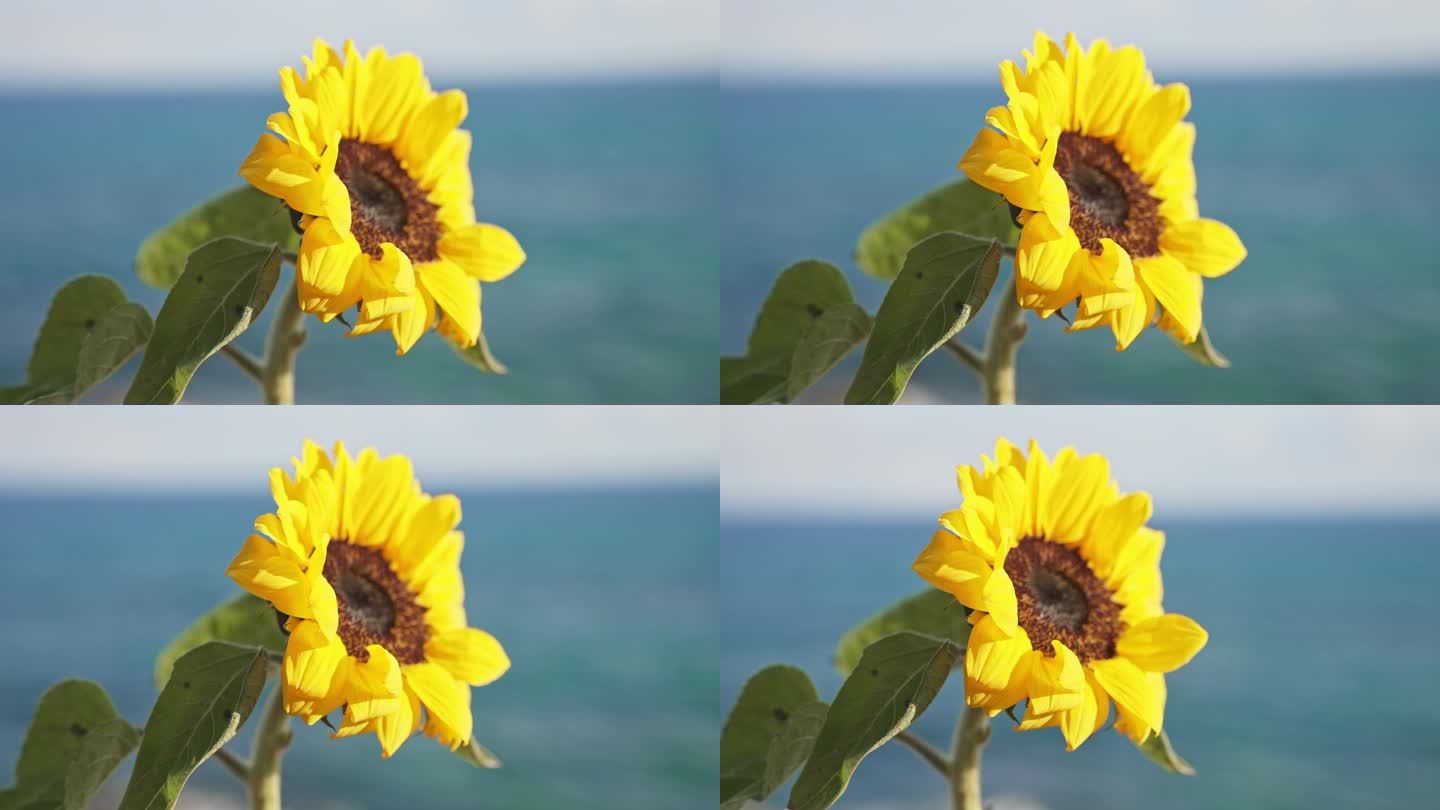 夏天海边的向日葵