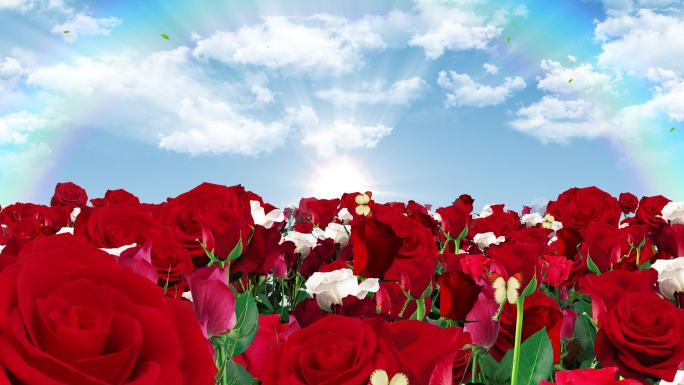 4K唯美的玫瑰花穿梭背景素材