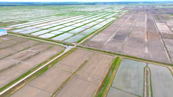 盐碱地改稻田