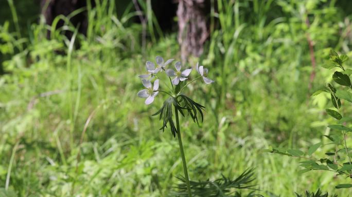 野生药用植物银莲花