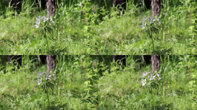 野生药用植物银莲花